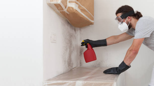 Basement Mold Remediation treatment on basement walls in Sugar Land